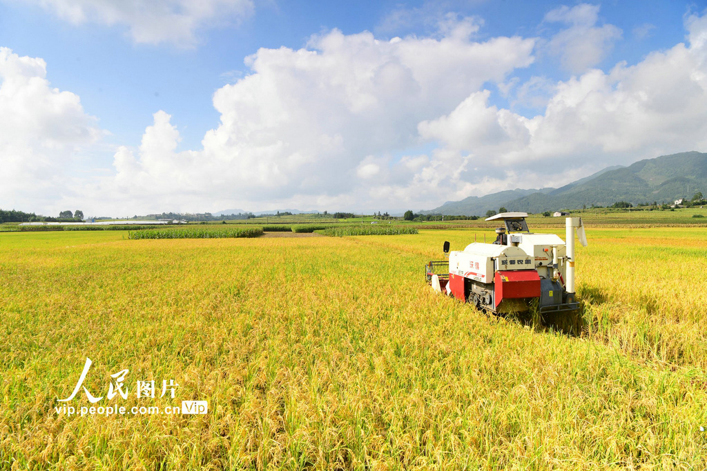 2023年9月30日，云南省曲靖市罗平县罗雄街道幸多禄村的农民在收割稻谷。