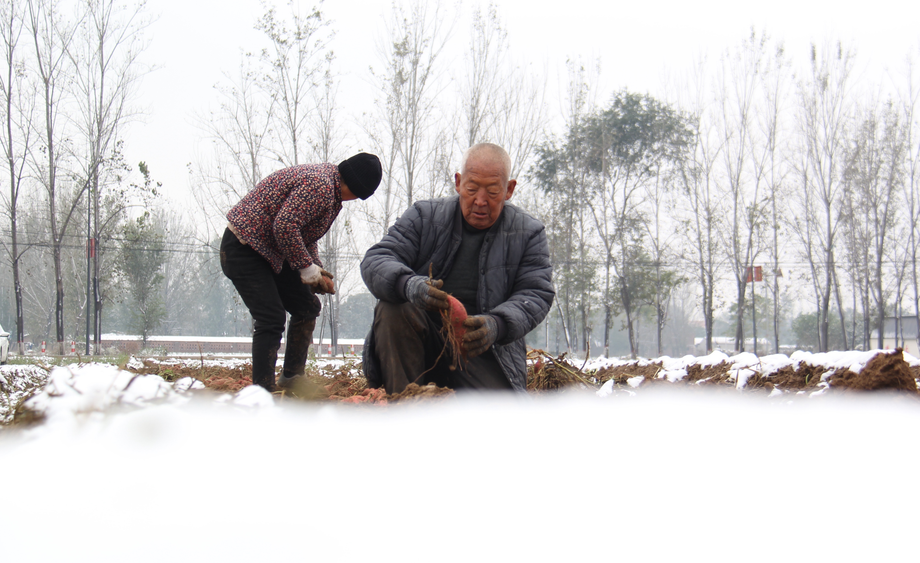 雪后初晴，河南省安阳市内黄县农民在收获红薯。刘肖坤摄
