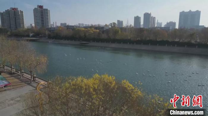 进入冬季，大批野生候鸟来到新疆巴州库尔勒市越冬。(申凯龙 　摄)
