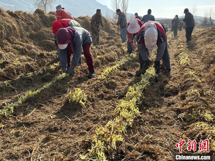 图为当地民众为韭黄拨开麦草。　戴文昌 摄