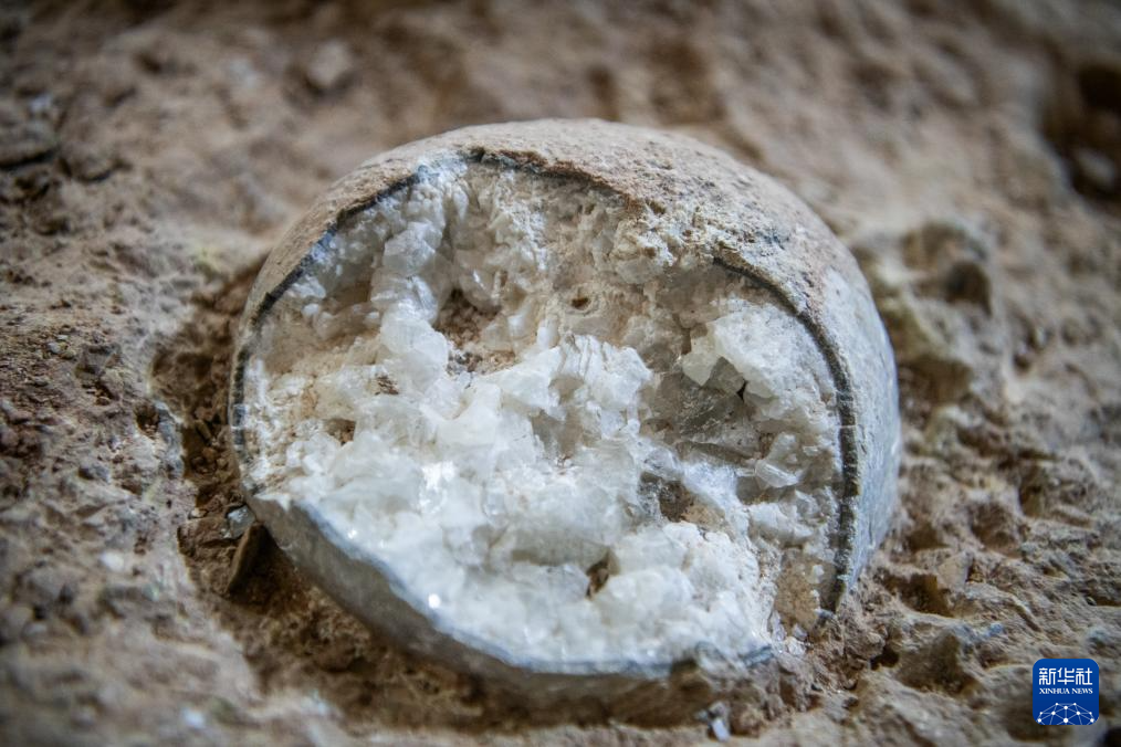 12月22日拍摄的结晶恐龙蛋化石。新华社记者 伍志尊 摄