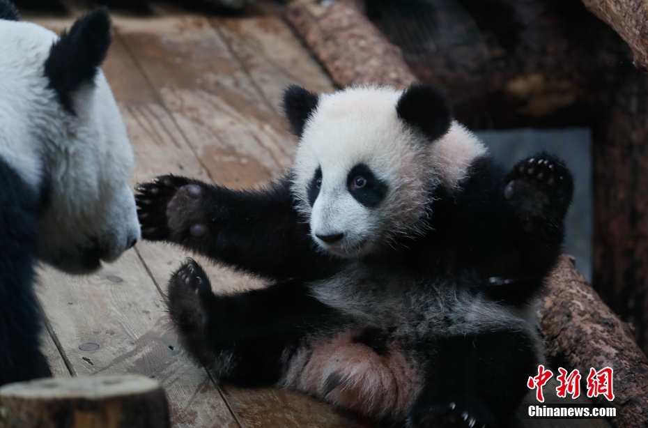 萌化了 旅俄大熊猫喀秋莎高清大图来了