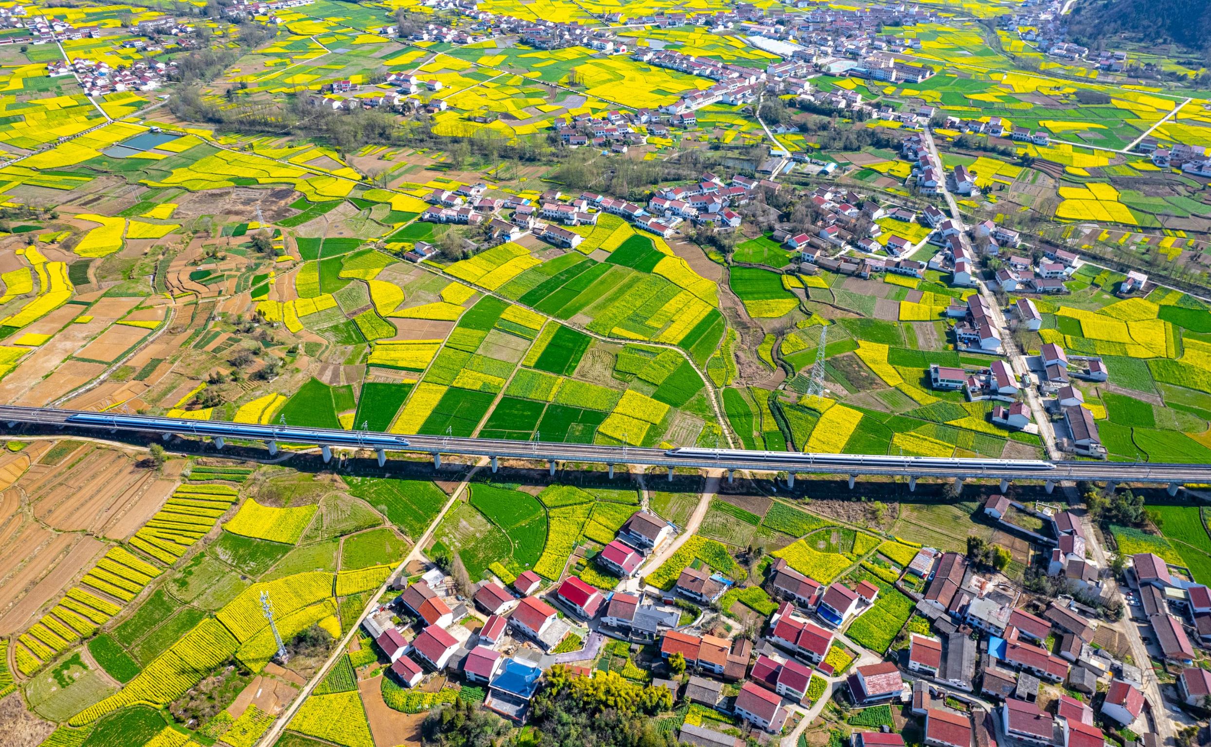 5.图为2024年3月21日，陕西省汉中市南郑区岳家岭村，两列复兴号动车组在西成高铁线上交汇驶过油菜花海中。（曹欣航 拍拍摄）