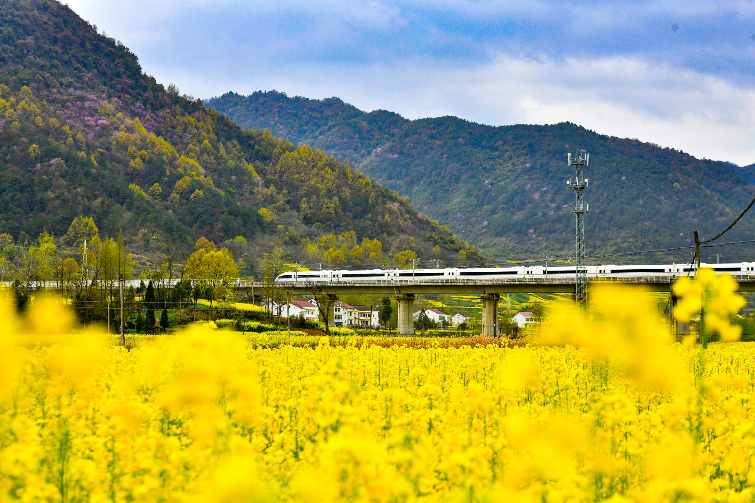 8.图为2024年3月21日，陕西省汉中市南郑区岳家岭村，一列和谐动车组列车奔跑在西成高铁线上从油菜花海中驶过 （陈喆 摄）