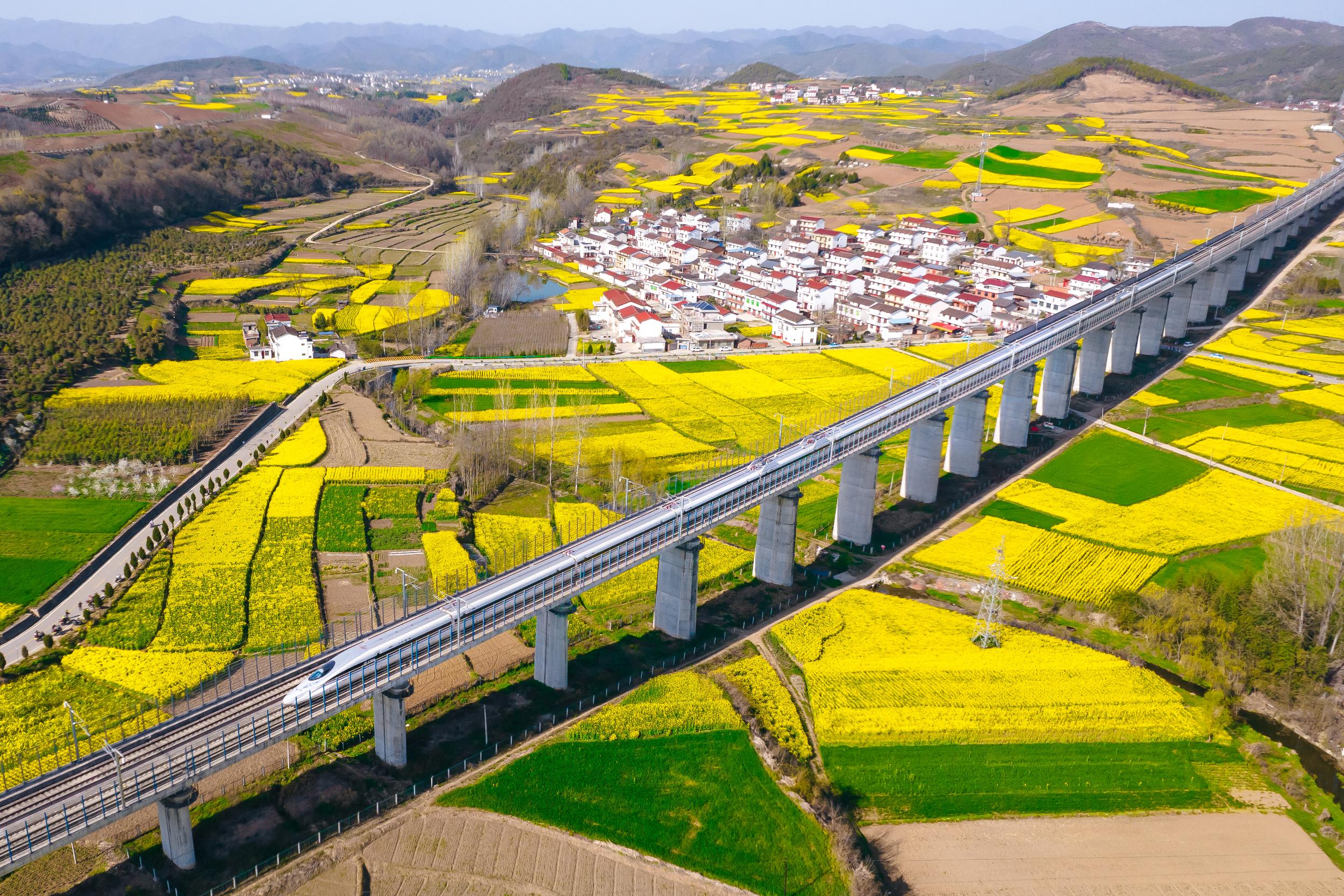 10.图为2024年3月21日，一列动车组从西成高铁线金灿灿的油菜花田上方疾驰而过，一幅美丽的田园春日图景映入眼帘。（刘一江 航拍拍摄）