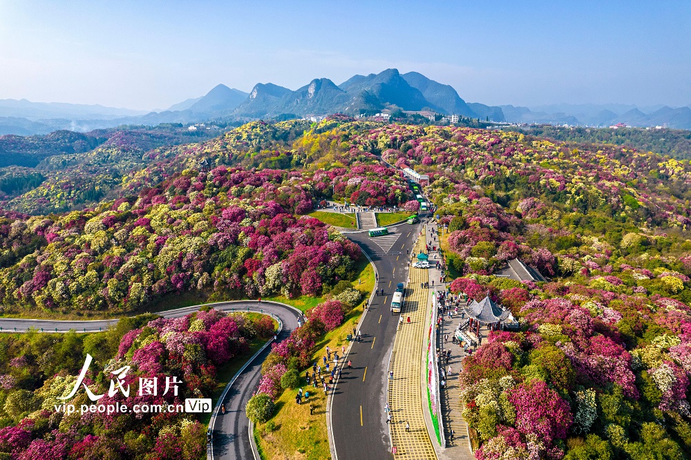 2024年3月30日，游客在贵州省毕节市百里杜鹃普底景区赏花。