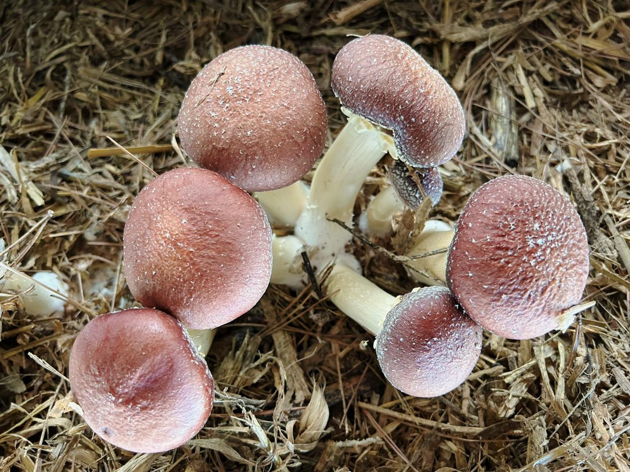 修7