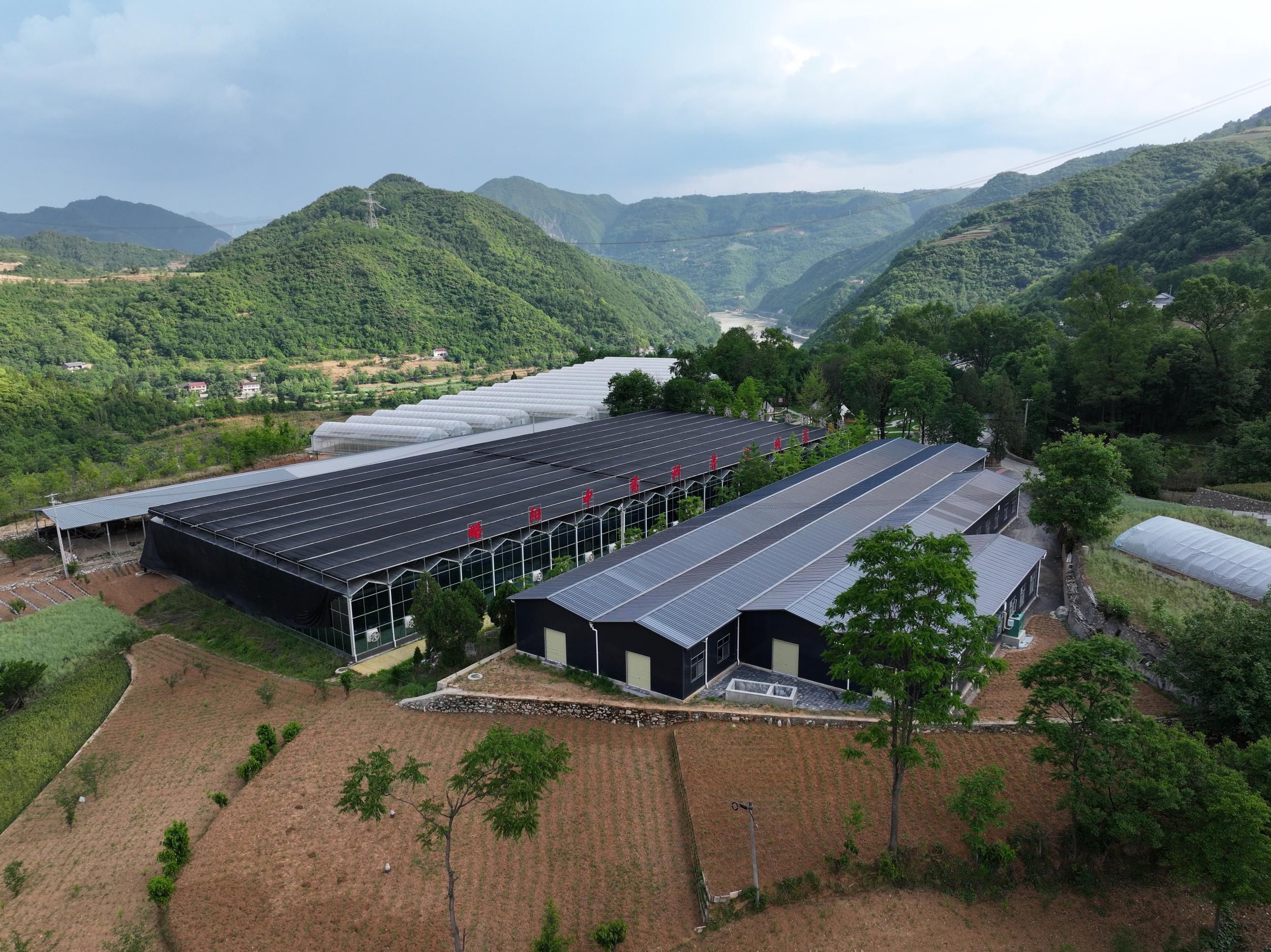 上坪中药材产业智能大棚(1)4444