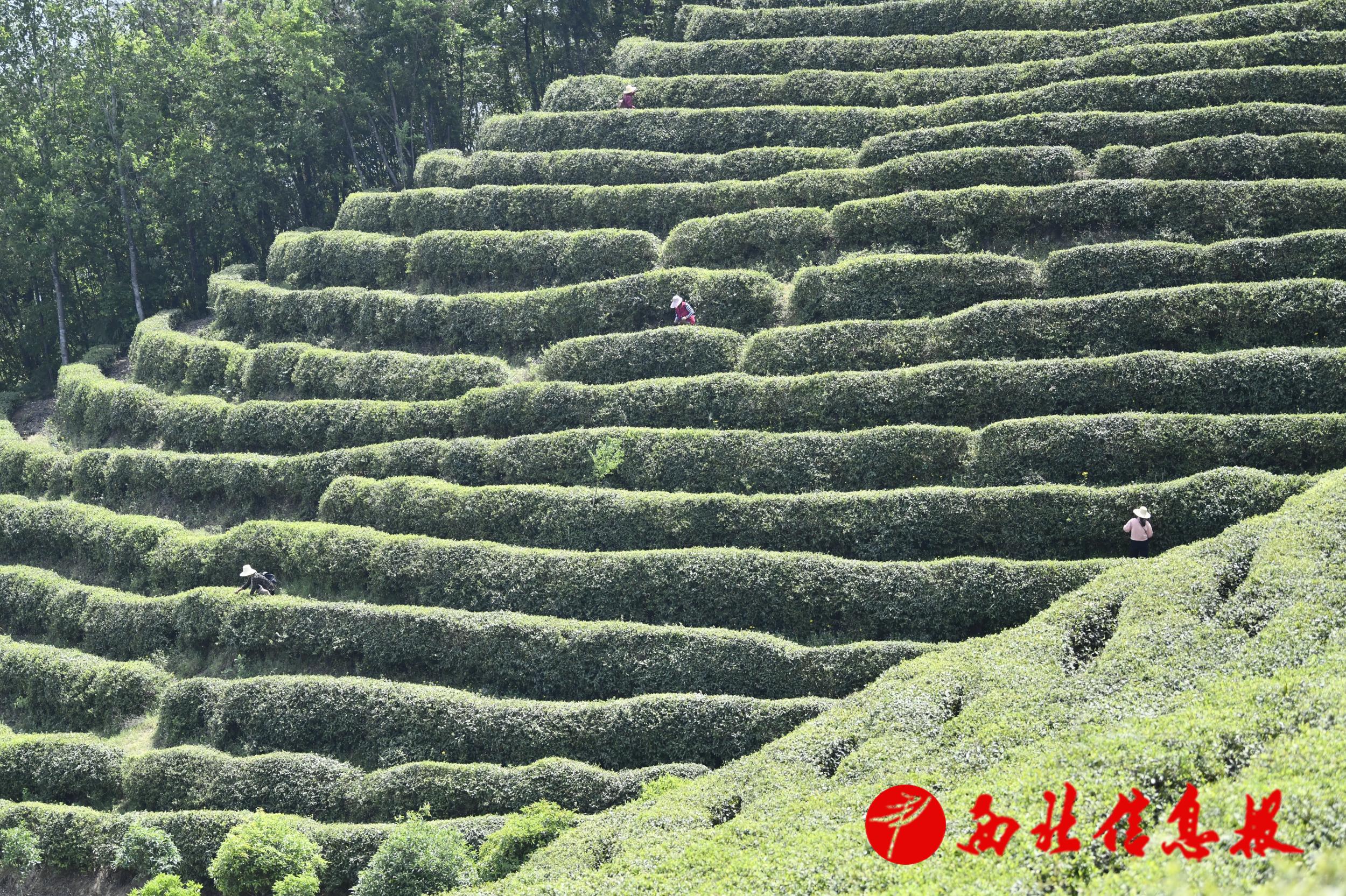 满目青翠的茶园里，茶农忙着采摘鲜叶。