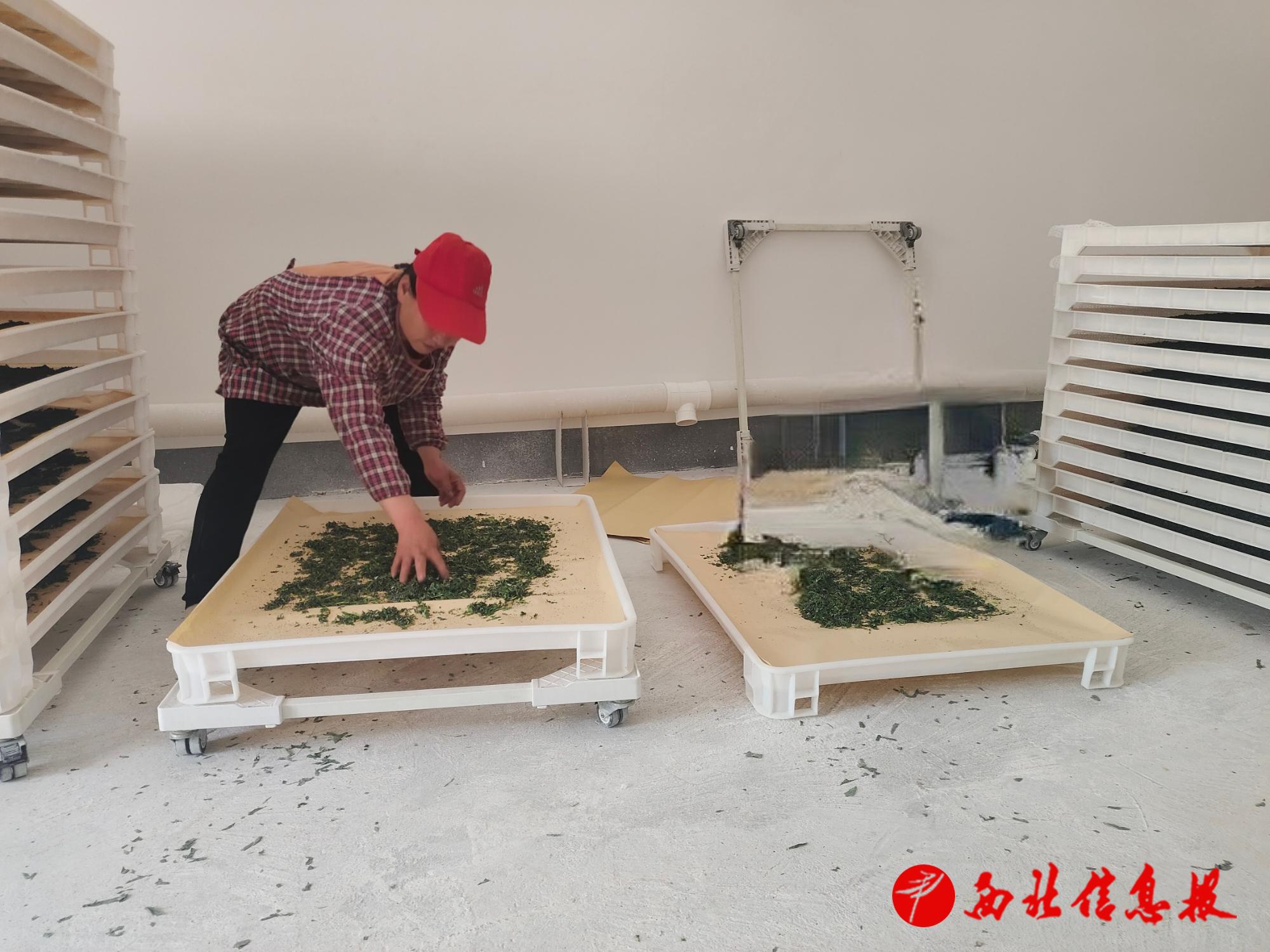 在双河灌村小蚕共育室，村民张有华为小蚕添加桑叶