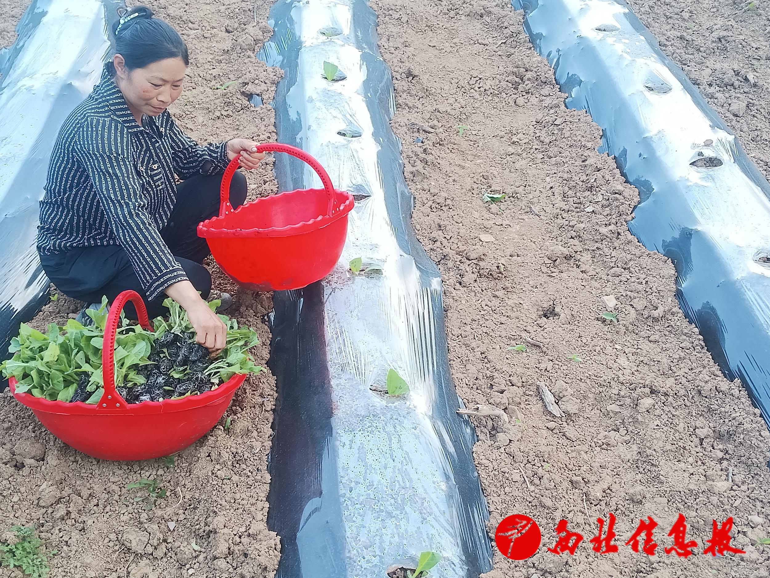 烟农在烤烟地里栽植烟苗。