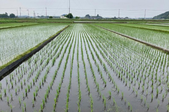 5月22日拍摄的日本一处稻田。新华社/美联