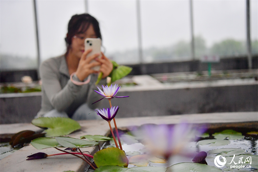 广昌县莲花科技博览馆内盛开的睡莲吸引游客拍照打卡。人民网记者 时雨摄