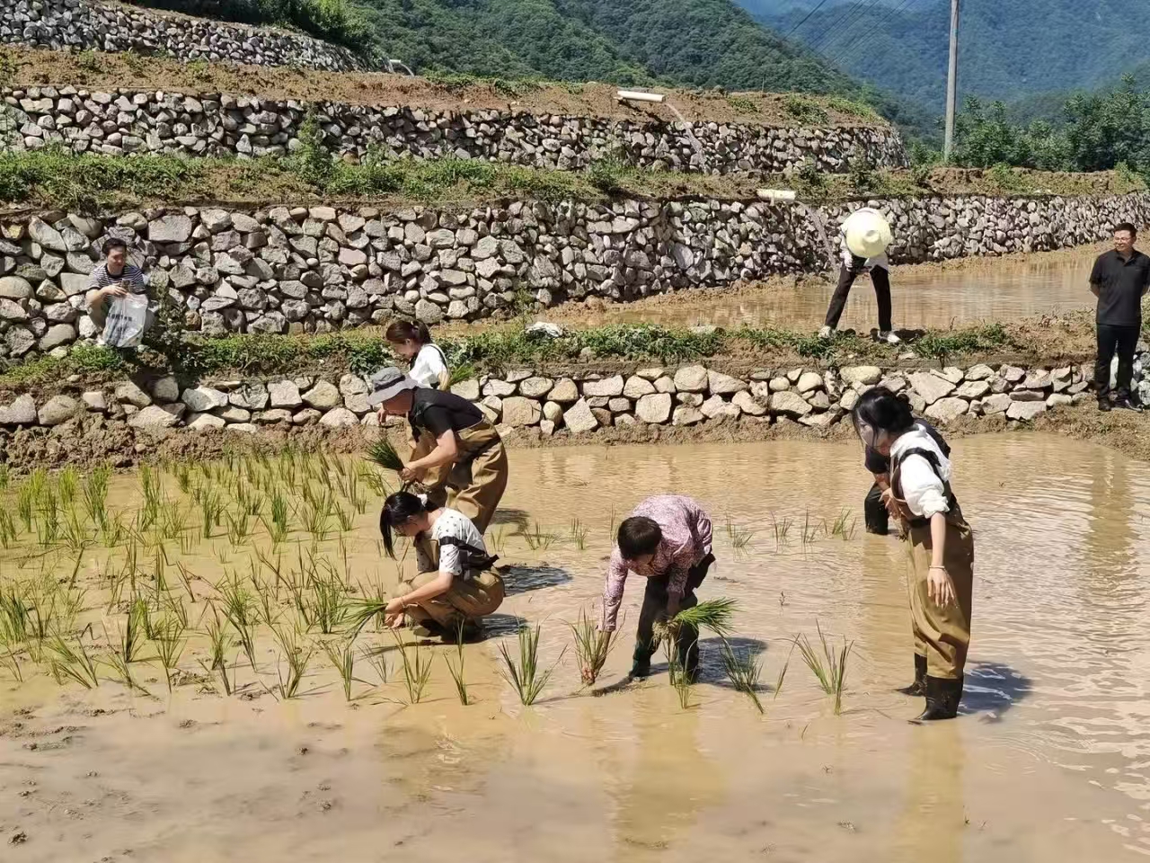 黄柏塬镇插秧节
