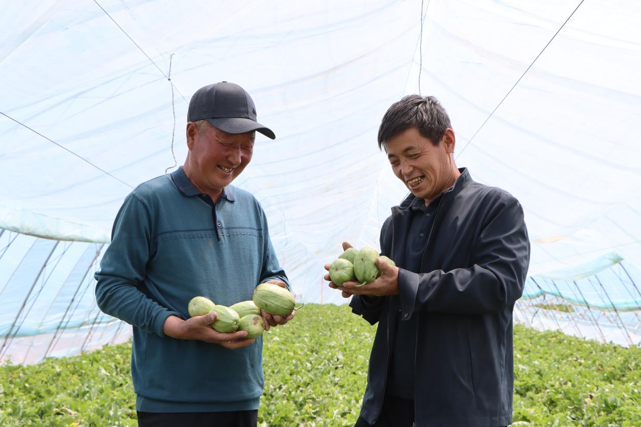 红柳沟镇沙场村：1200余座大棚芝麻香瓜“甜蜜”上市 (6)