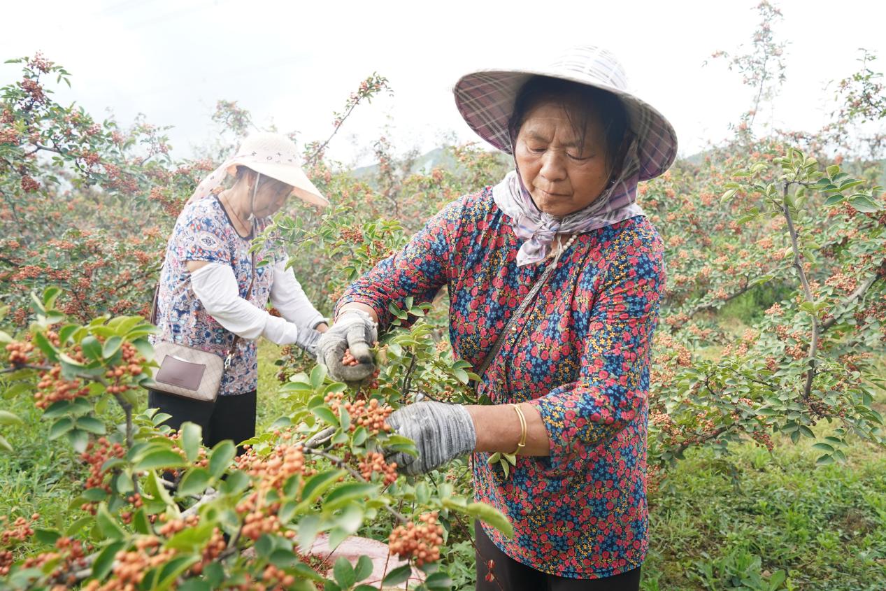 8月22日 天度镇韩家窑村千亩花椒示范园，村民正在采摘花椒 (2)