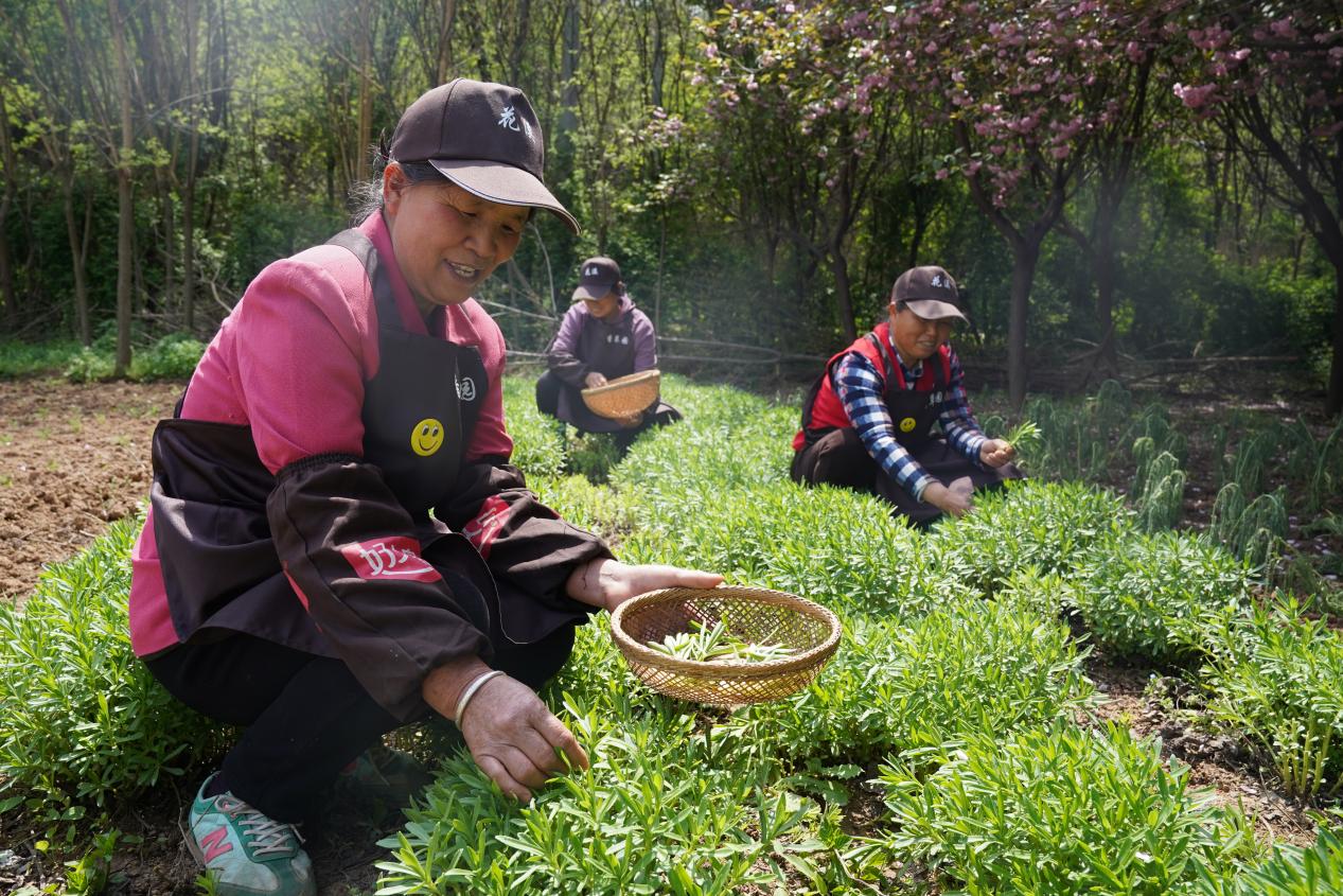 4.17 扶风县杏林花溪香草园中，工人正在采摘香草