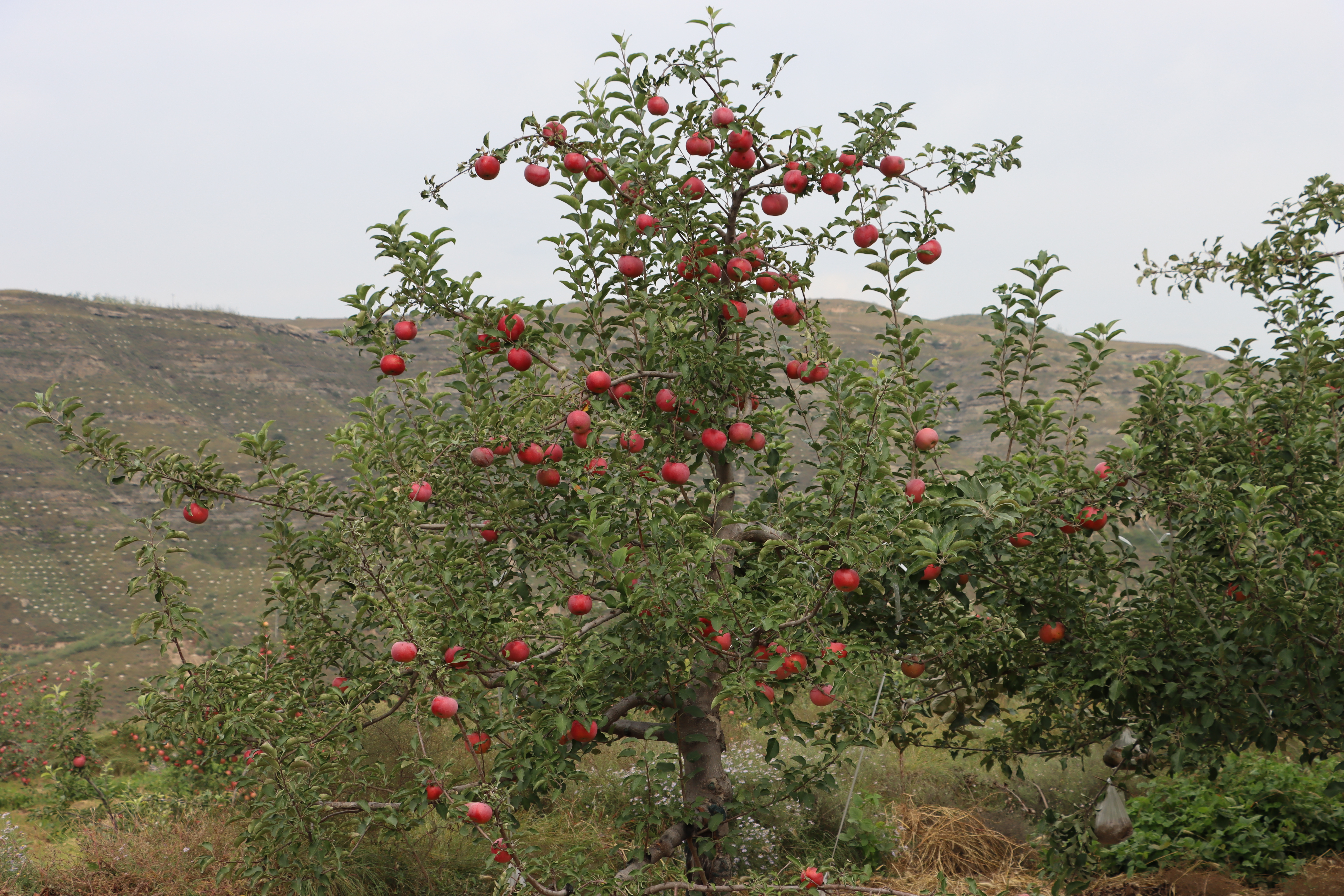 20251020144110037-46-c15be.JPG