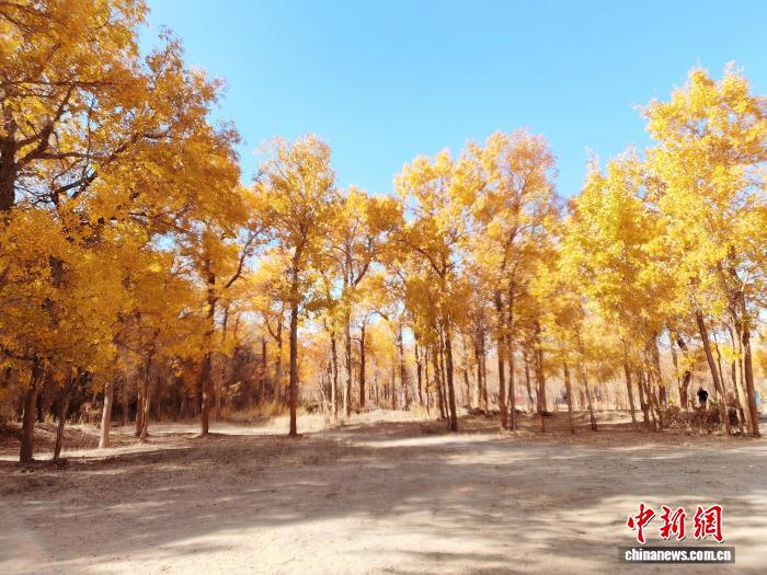 新疆且末上演金色胡杨盛宴