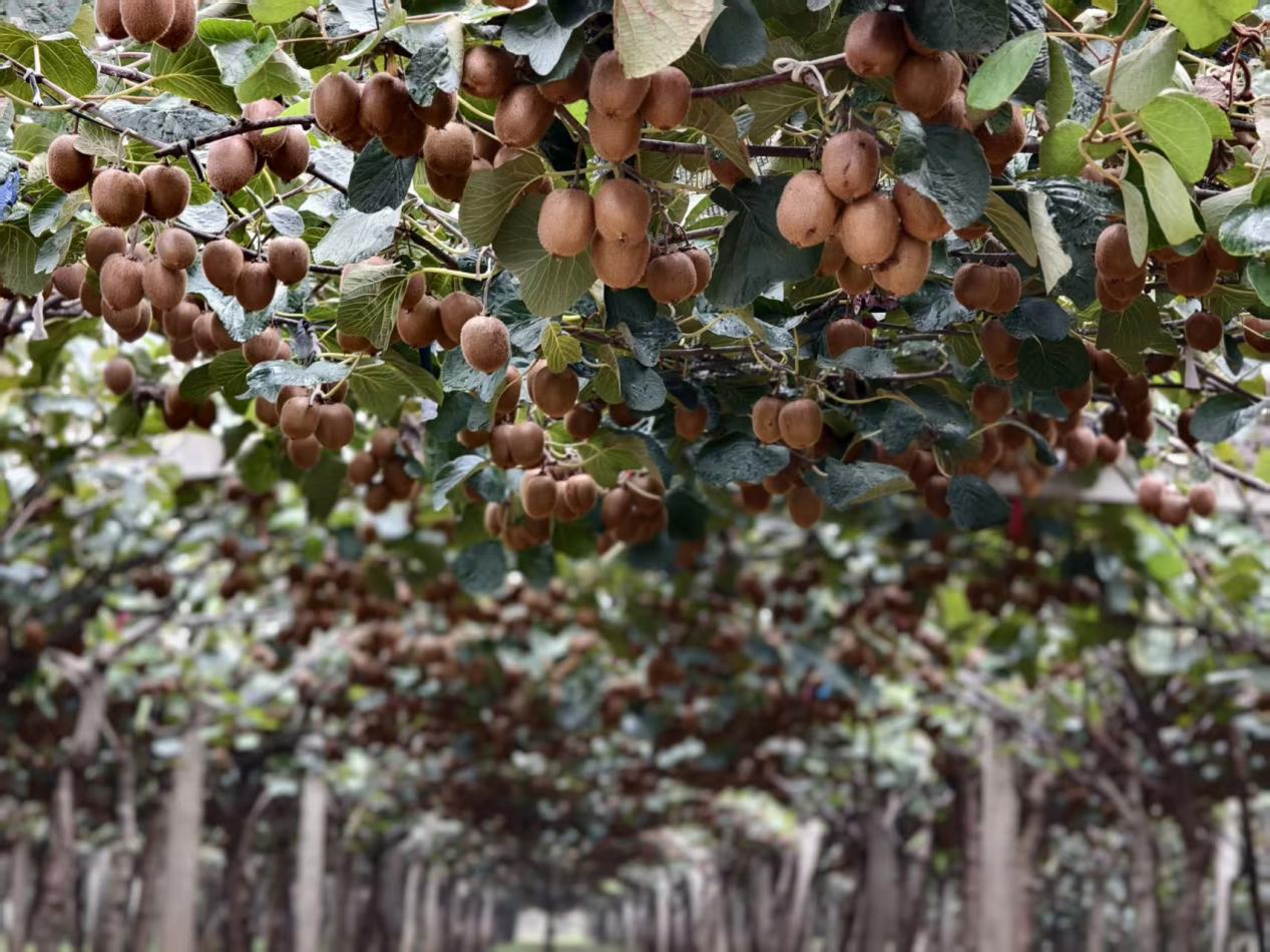 微信图片_20251030085424_155_7