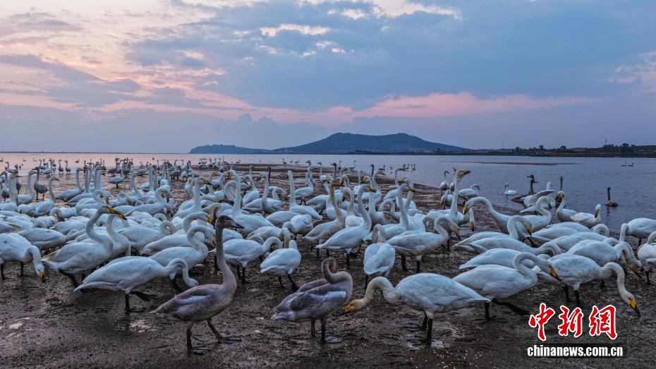 越冬大天鹅“打卡”荣成天鹅湖