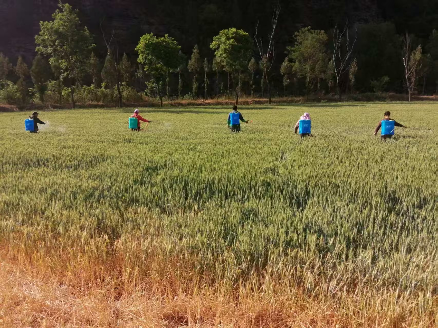 1762510133527004867.jpg 1762510133527004867.jpg