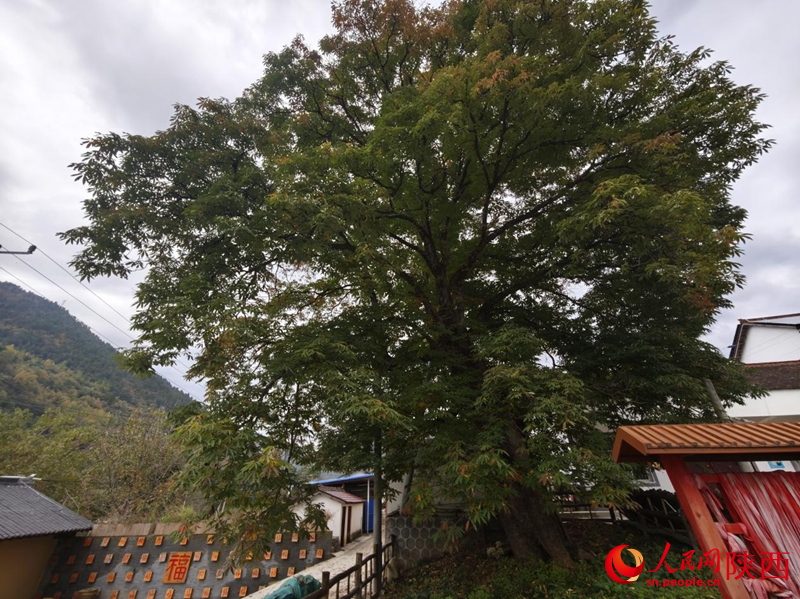 树龄3000年的梭椤树。人民网记者 邹星摄