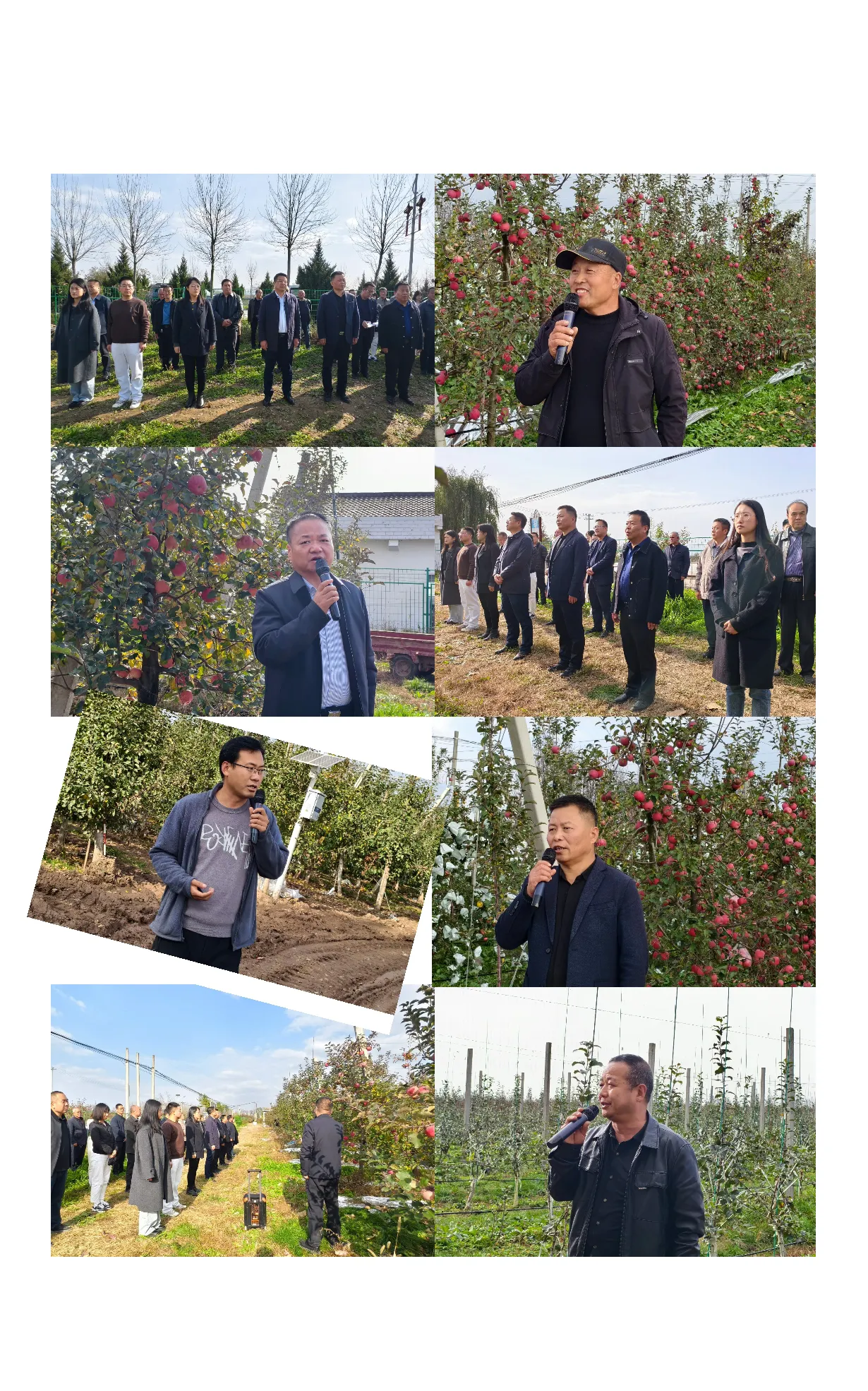 简篇-强抓八项措施 强推两项制度 打造新品种新技术新模式服务高地——崔家头镇召开苹果产业高质量发展暨老旧果园改造推进会