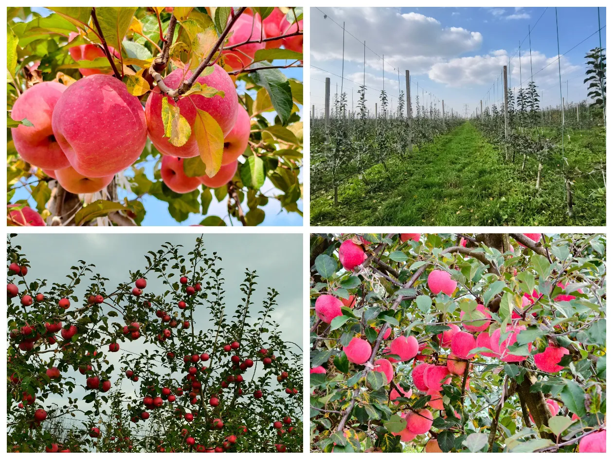 简篇-强抓八项措施 强推两项制度 打造新品种新技术新模式服务高地——崔家头镇召开苹果产业高质量发展暨老旧果园改造推进会