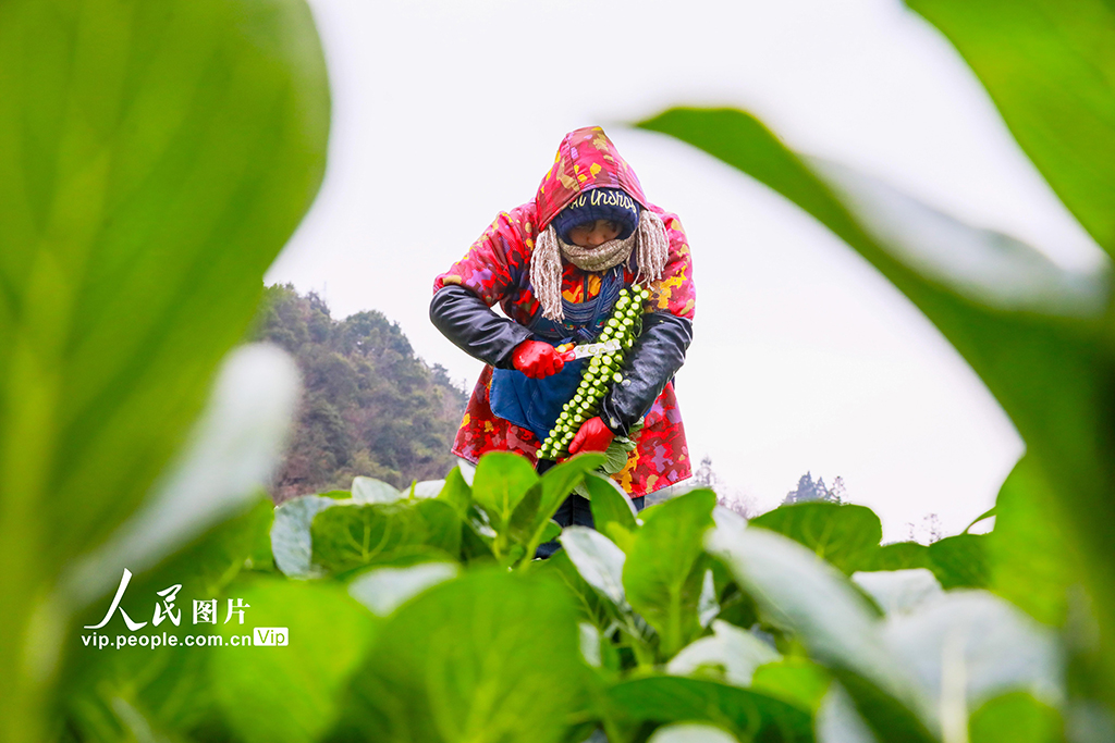 湖南新田：采收蔬菜保供应【2】