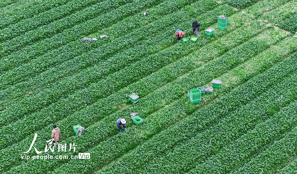 湖南新田：采收蔬菜保供应【5】