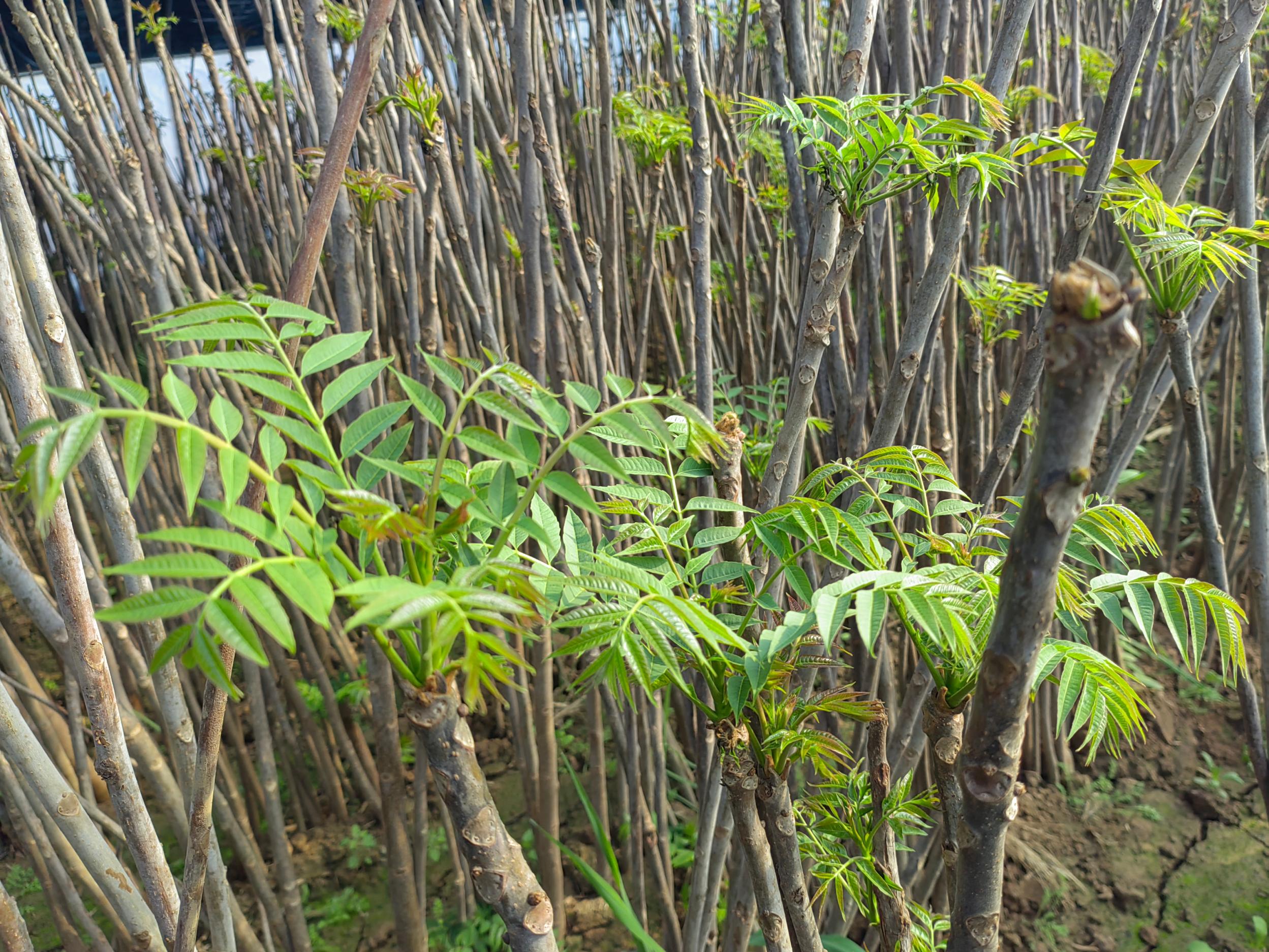 bf0d1cd303060253910b84e26fd095d4