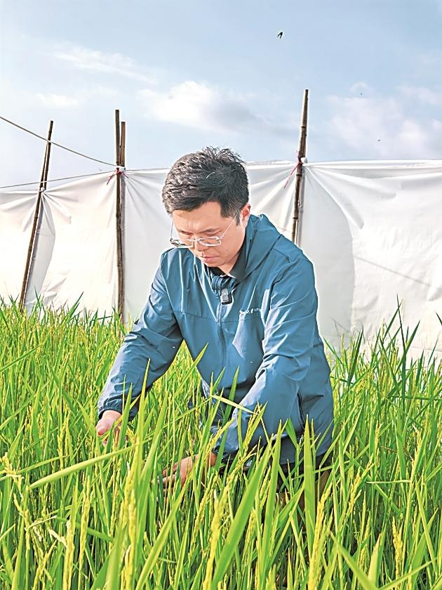 蒋萌在田间查看水稻长势。本报记者陈怡摄/光明图片