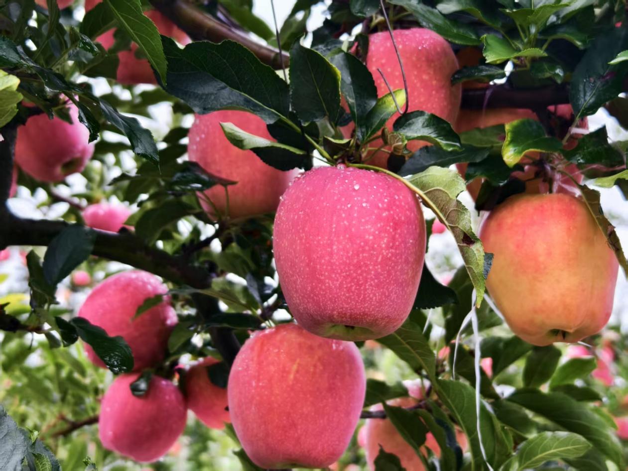 4f8638e8e84c70950b0996fa4a8225c6