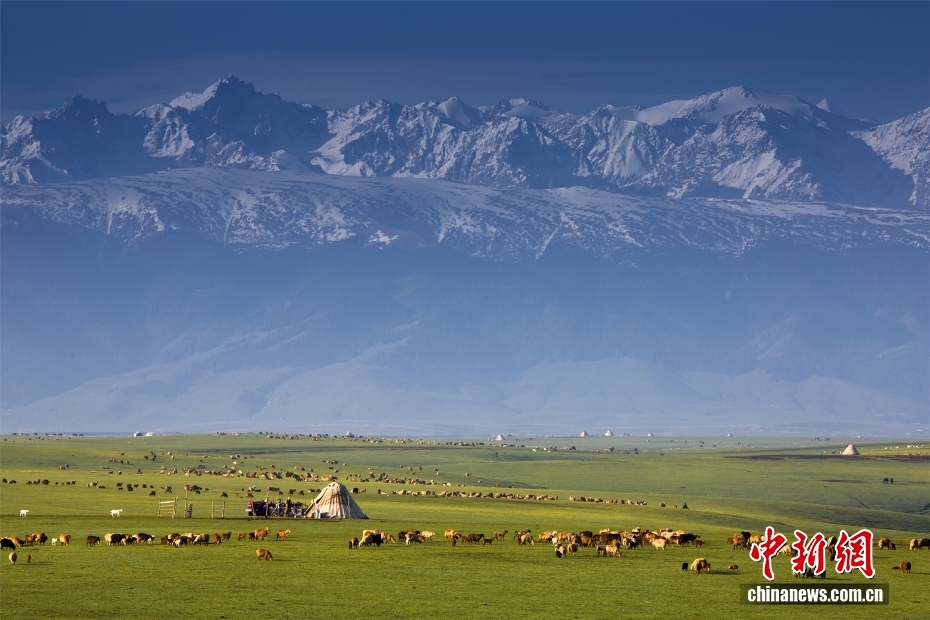昭苏平均海拔2018米，是一个群山环抱的高位山间盆地，拥有736万亩世界级优质天然草场。2025年底，全昭苏的马匹存栏量为12.23万匹。