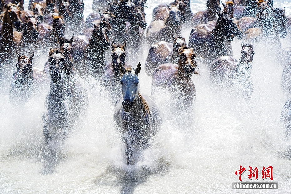 昭苏县特克斯河，骏马奔跑。