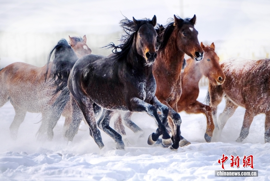 昭苏县大草原上，牧民正赶着骏马在雪海里穿行。 李文武 摄