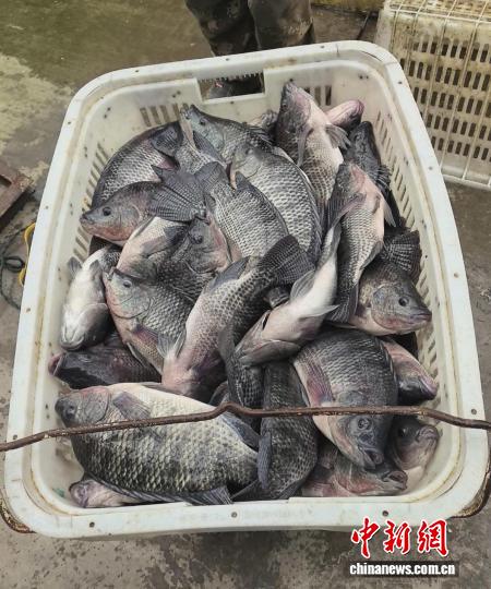 刚刚捕捞上岸的鲜鱼装满周转筐。杨景丽 摄