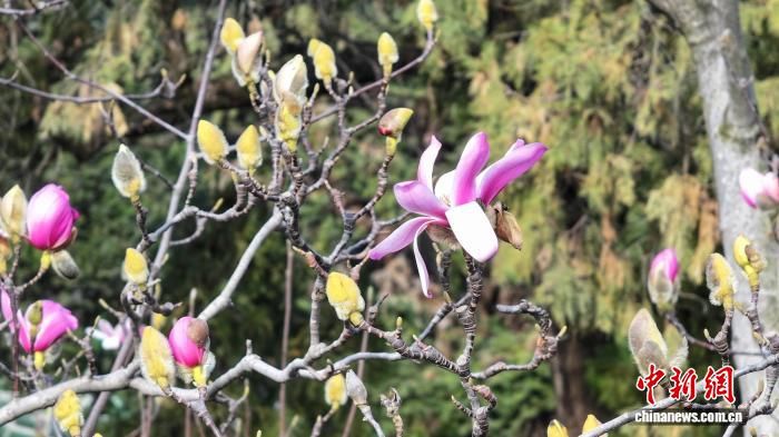 2月13日，陕西省汉中市勉县武侯祠景区内，世界唯一的一株400余岁古旱莲悄然绽放。 徐娇 摄