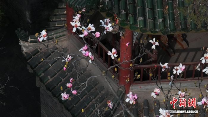 2月13日，勉县武侯祠内的古朴建筑与古旱莲的清丽婉约交相辉映。王迎虎 摄