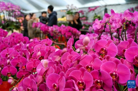 2月15日,人们在河南省商丘市睢阳大道一处花卉市场选购鲜花。