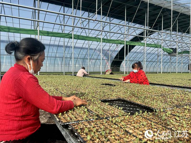 村民在为秧苗去壳。人民网记者 王丹丹摄