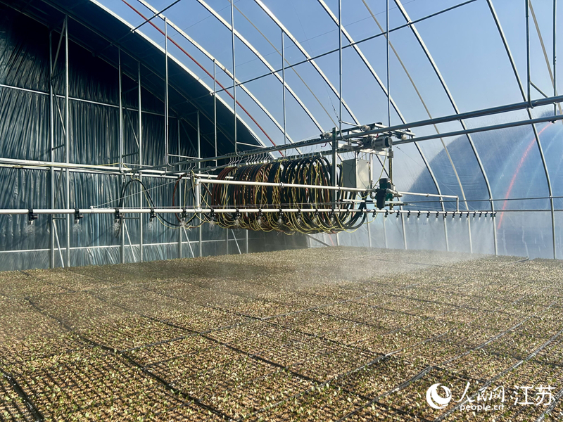 蔬菜大棚内自动浇水设施。人民网记者 王丹丹摄