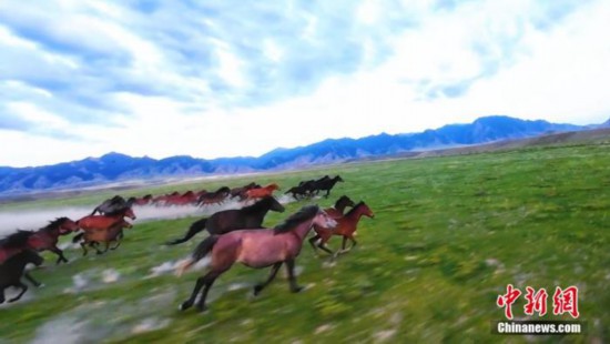 资料图：奔驰的骏马，与茵茵绿草、绵延山脉构成美好的景致。盛夏时节，内蒙古自治区阿拉善盟贺兰山西麓草木葱茏。辽阔的山野间，一群骏马如离弦之箭般掠过绿意盎然的大地，尽显生命的活力。徐阿楠 摄