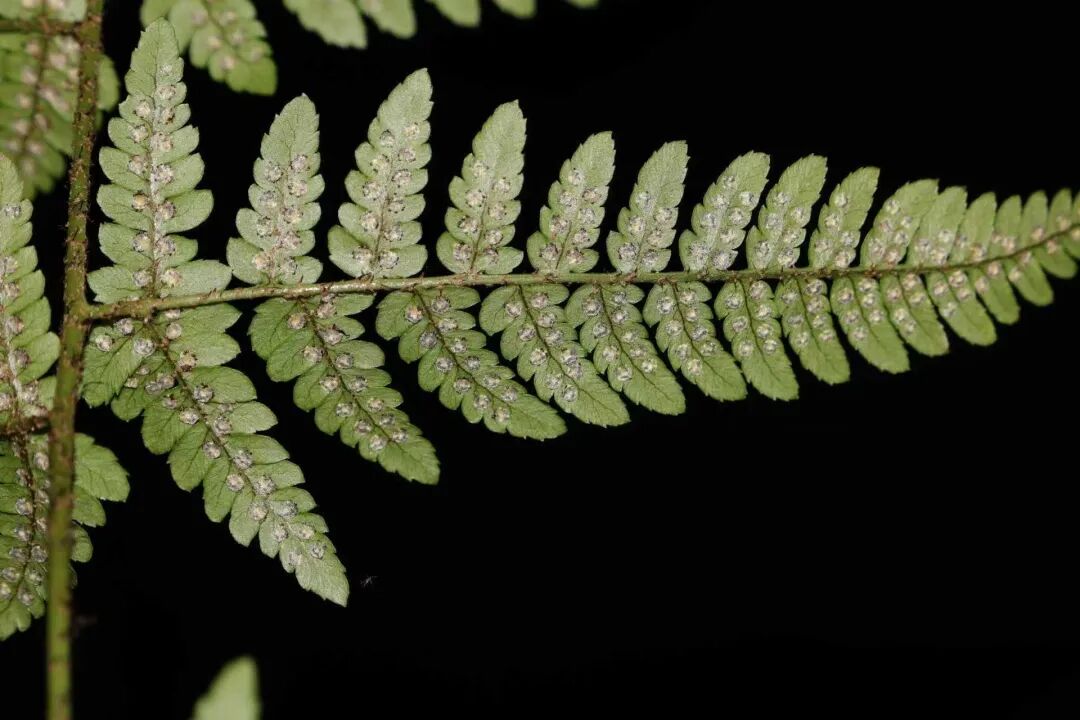 20260225092041695-30-d1dde.jpg 20260225092041695-30-d1dde.jpg