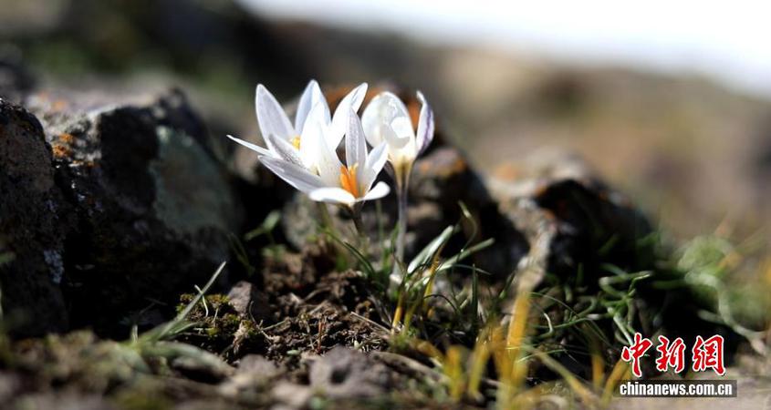雨水已过,惊蛰将至。随着气温回暖,位于新疆伊犁河谷的察布查尔县孙扎齐牛录镇郎喀村的山地迎风坡,国家二级保护植物白番红花近日陆续顶冰盛开。白番红花因具有顶破未消融冰雪绽放的特性而被称为“顶冰花”,今年当地的“顶冰花”比往年提前半个月开放,在春节假日期间吸引不少游客前来游玩赏花。 察布查尔县委宣传部供图 雨水已过,惊蛰将至。随着气温回暖,位于新疆伊犁河谷的察布查尔县孙扎齐牛录镇郎喀村的山地迎风坡,国家二级保护植物白番红花近日陆续顶冰盛开。白番红花因具有顶破未消融冰雪绽放的特性而被称为“顶冰花”,今年当地的“顶冰花”比往年提前半个月开放,在春节假日期间吸引不少游客前来游玩赏花。 察布查尔县委宣传部供图