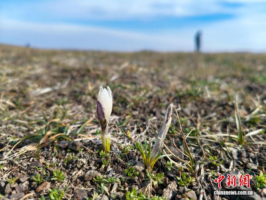 图为顶冰盛开的白番红花。 察布查尔县委宣传部供图 图为顶冰盛开的白番红花。 察布查尔县委宣传部供图