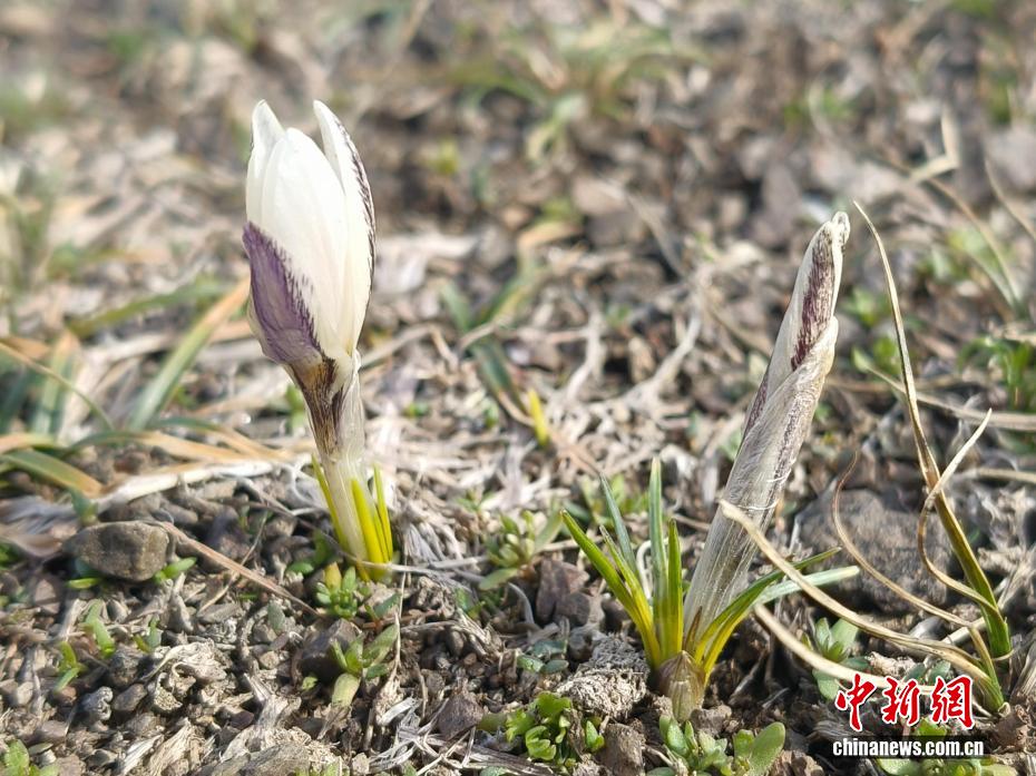 图为顶冰盛开的白番红花。 察布查尔县委宣传部供图 图为顶冰盛开的白番红花。 察布查尔县委宣传部供图