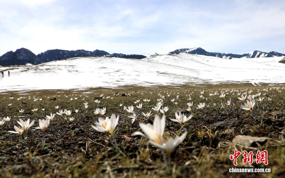 图为顶冰盛开的白番红花。 察布查尔县委宣传部供图 图为顶冰盛开的白番红花。 察布查尔县委宣传部供图