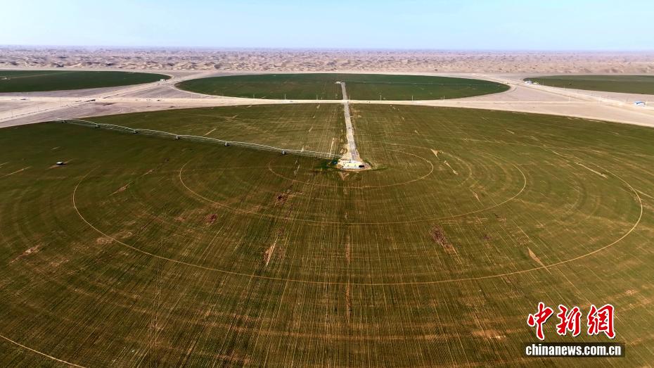 当地采用指针式喷灌精准调控，实现“小水勤灌、水肥同步”。 钟昌涛 摄